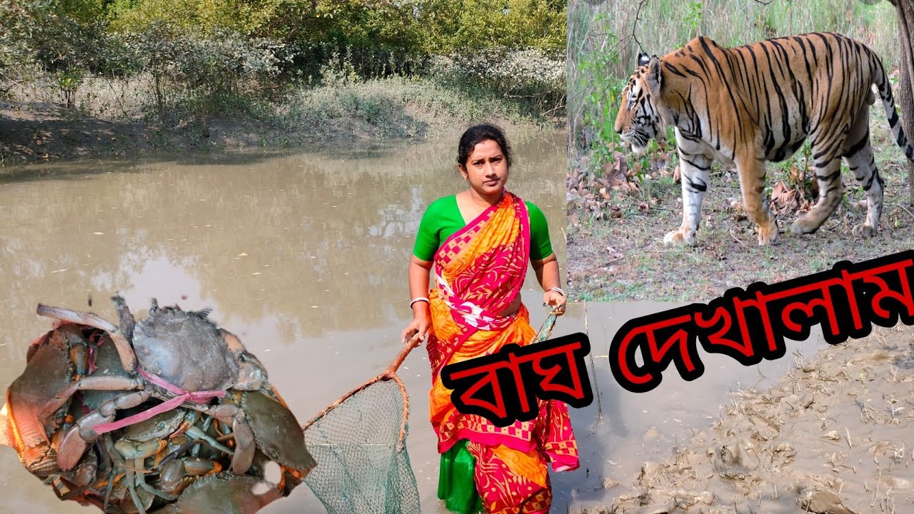 দুটো বাঘ দেখালাম।।নদীতে কাঁকড়া ধরতে গিয়ে অনেক কাঁকড়া পেলাম।।Titan Kitchen with Village Food।।
