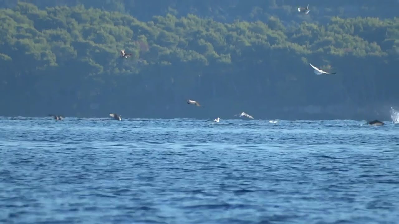 Vadászó uszonyok - Adriatic hunting - Adriatische Jagd