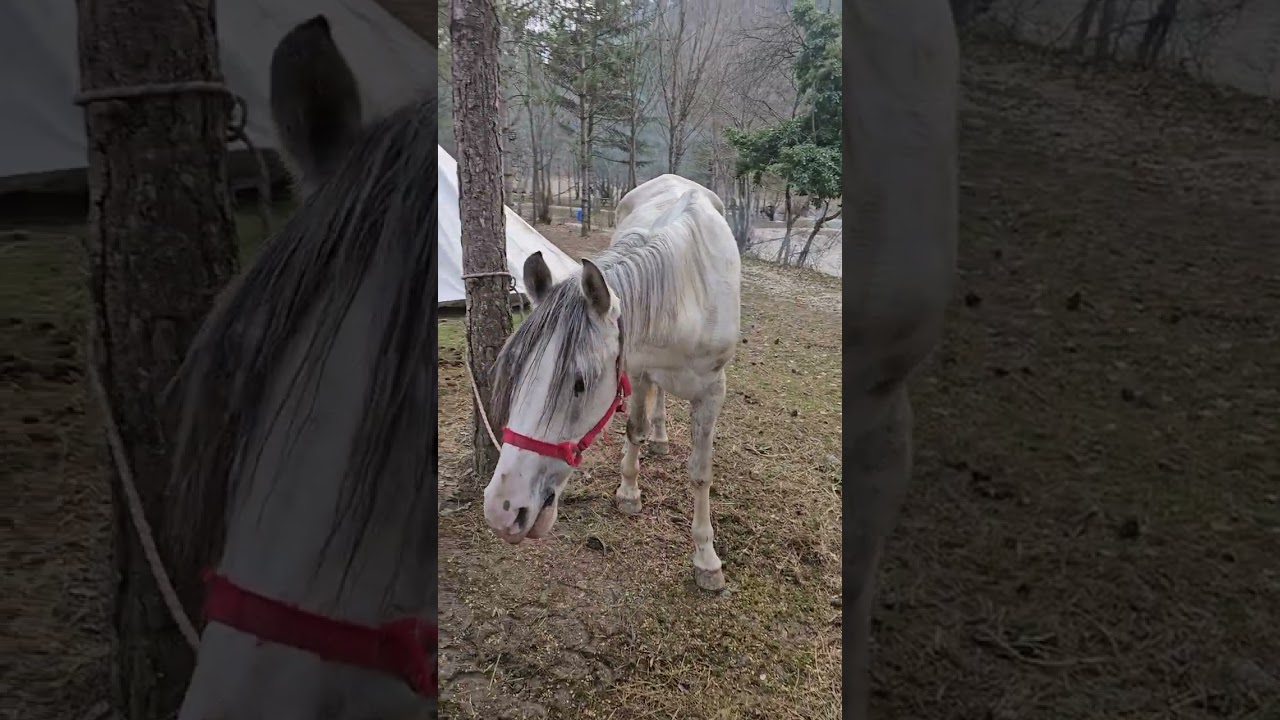 Life lessons from horses?