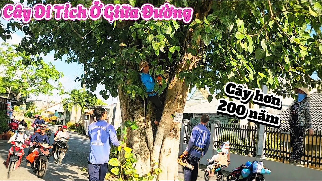 Cưa cây Di Tích Quốc Gia khổng lồ / Sawing down a giant National Monument tree | P42