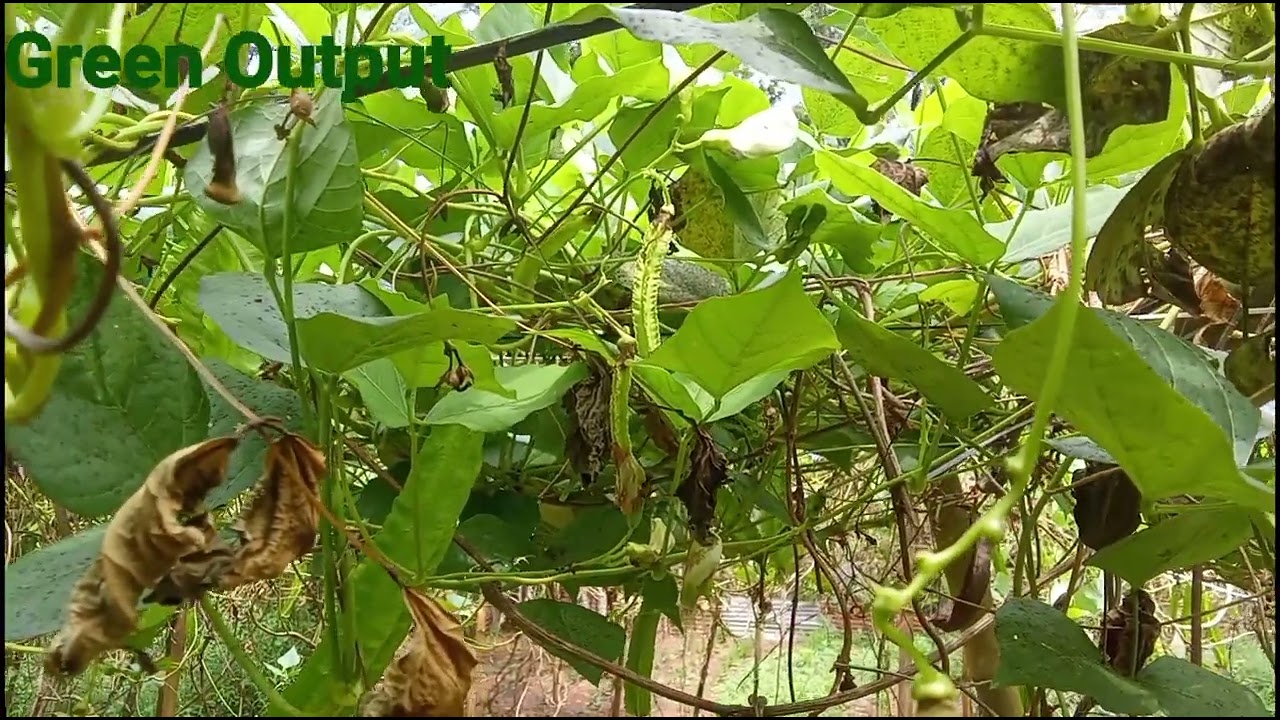 වැඩිම ලාභයක් ඇති දඹල වගාව සම්බන්ධයෙන් වැදගත් වීඩියෝ