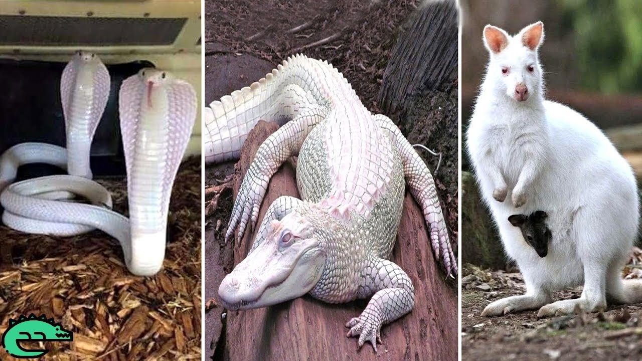 Les 8 Plus Beaux Animaux Blancs Du Monde