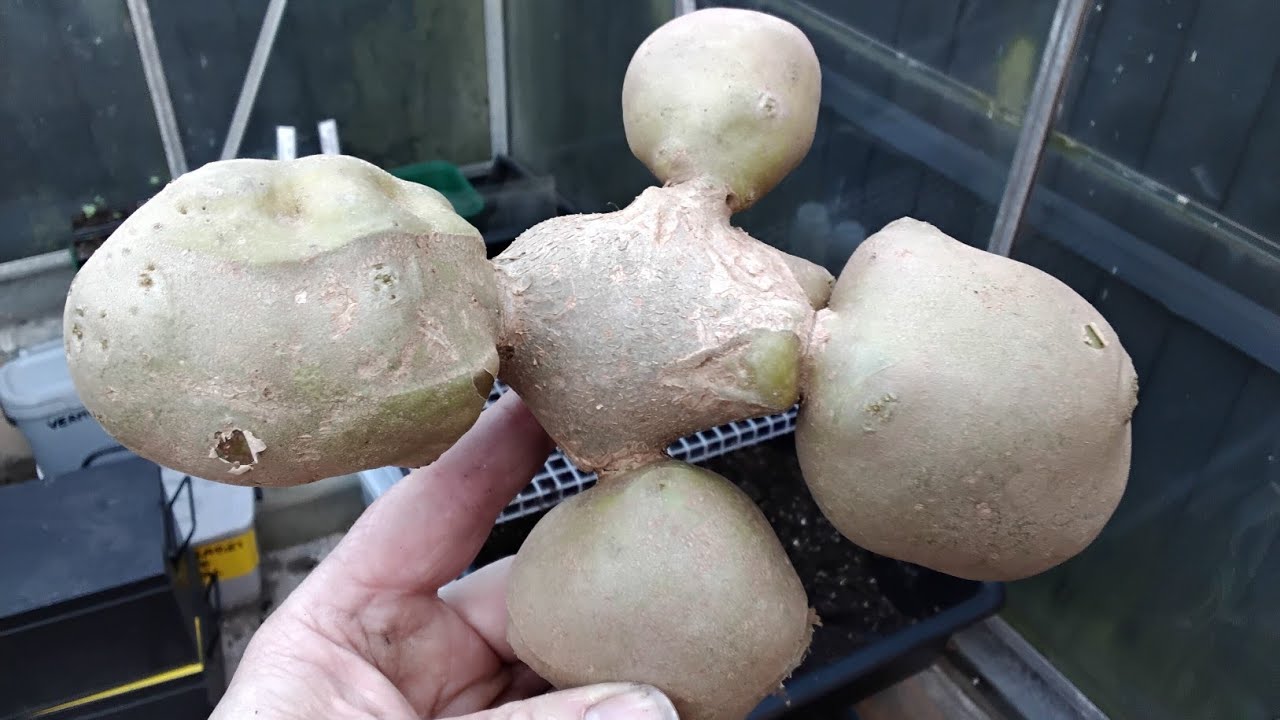 #SSPC26 Time To Get Planting 🥔 Growing World Record Giant Potatoes 🥔 #VSSPGA26