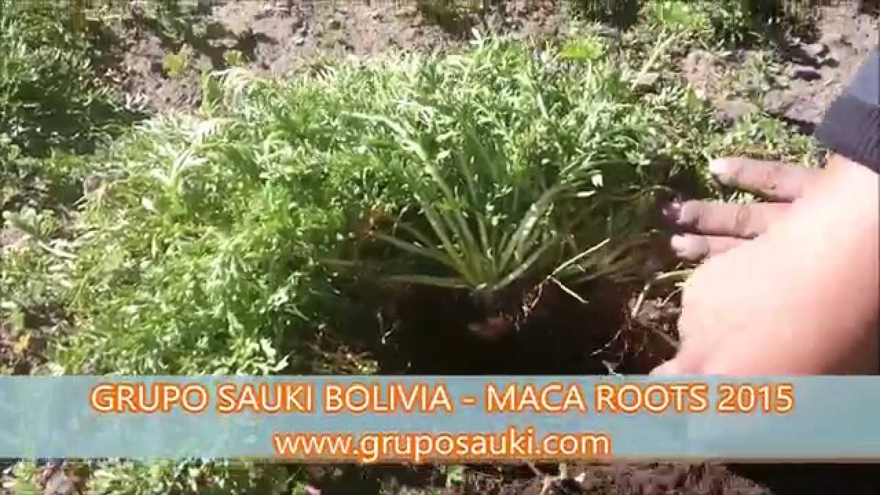 Maca Roots 2015 - Grupo SAUKI Bolivia 1 - HD