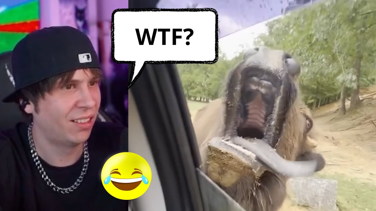Rubius reacciona a los animales mas divertidos (Resumen completo)