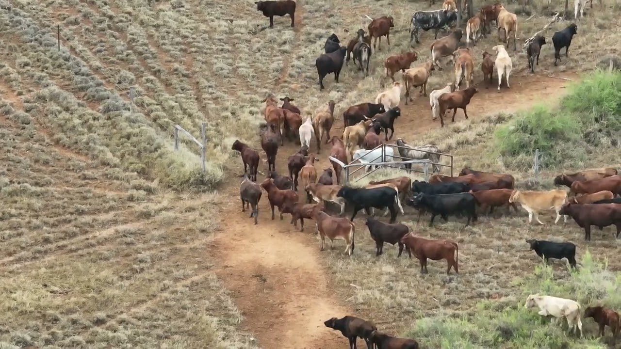 drone mustering