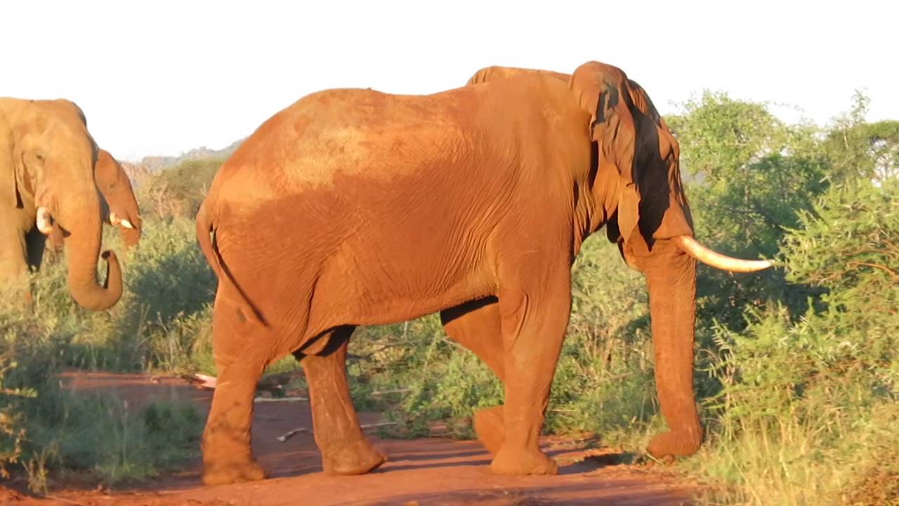 Elephant Battle In Musk Madikwe ,South Africa