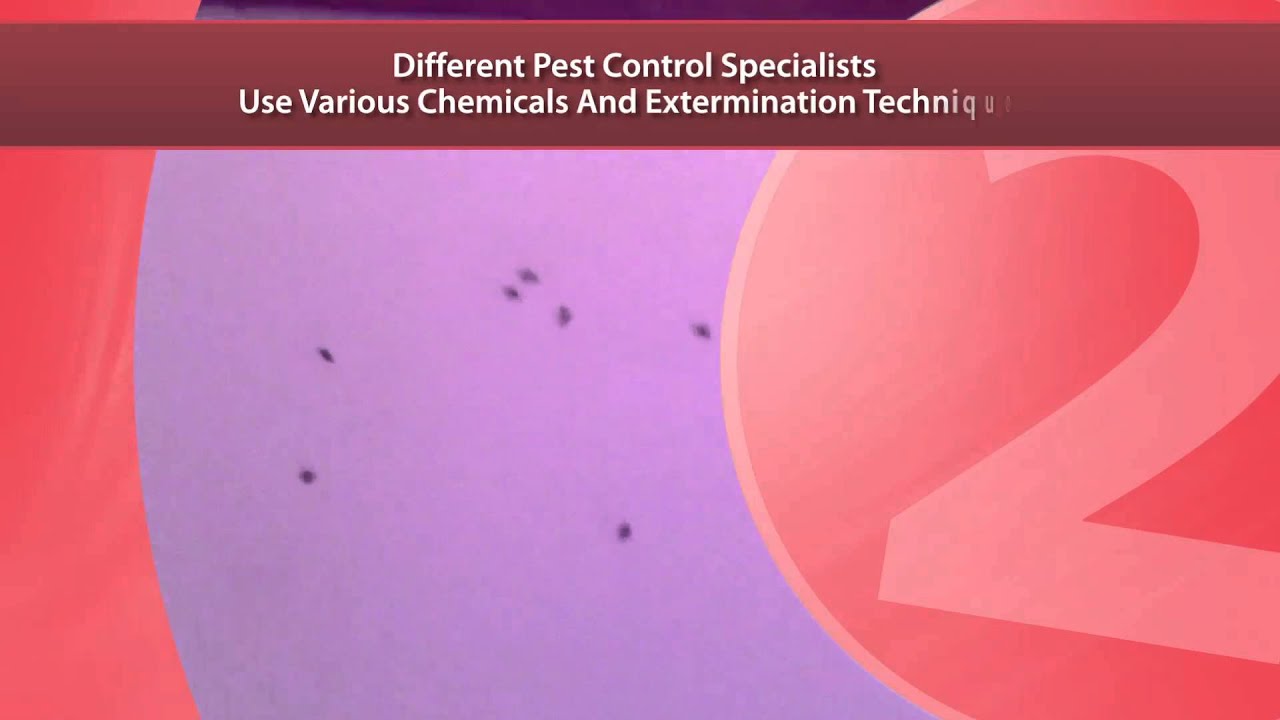 Pest Control Company Tyler TX Call (903) 752-1481