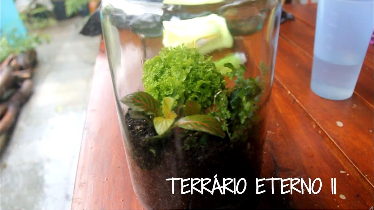 Aprenda a montar seu TERRÁRIO ETERNO com PLANTAS.