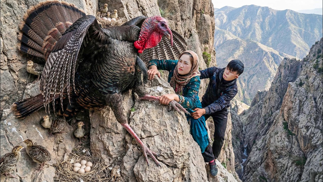 Risking Her Life Female CEO Harvests Giant Big-Legged Pheasant on a Deadly Cliff & Survival Cooking