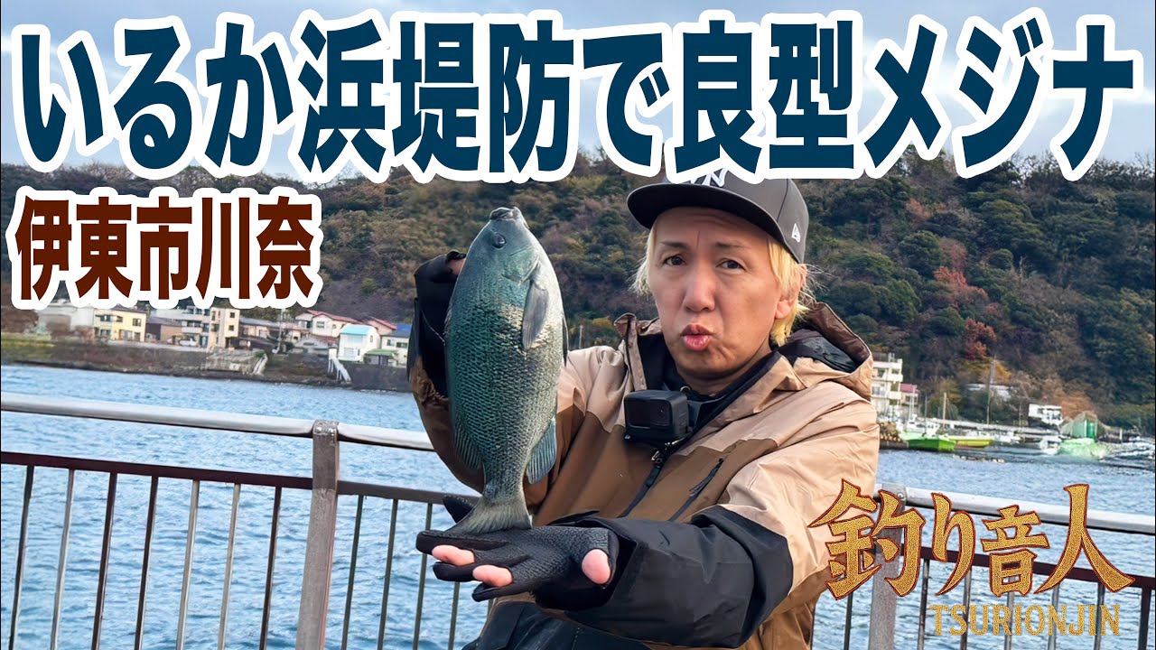 いるか浜堤防で良型メジナ！伊東市川奈