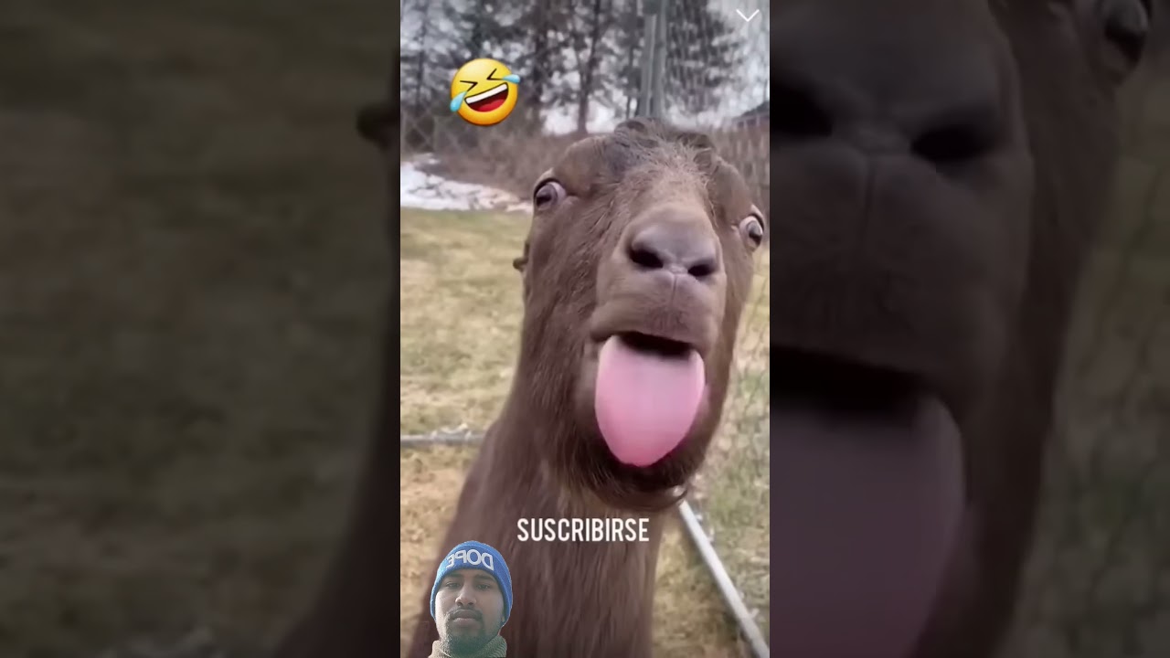 #funny