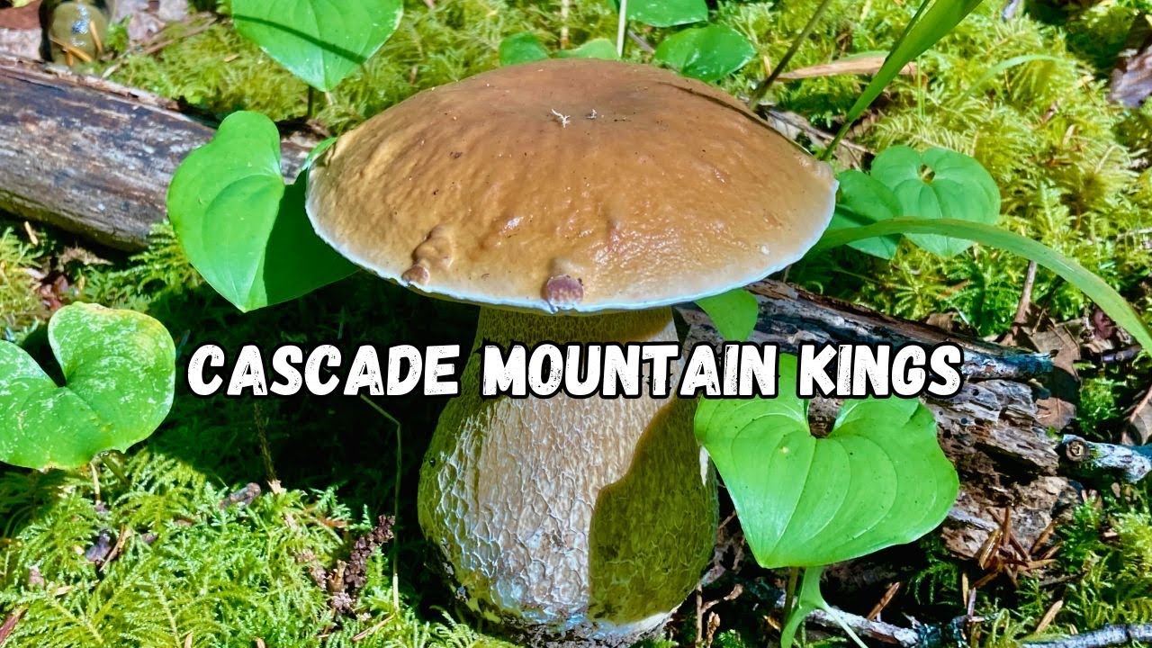 Finding The Biggest KING BOLETES In The Cascade Mountains of WA