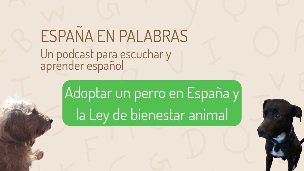 Adoptar un perro en España y la Ley de Bienestar animal | España en Palabras