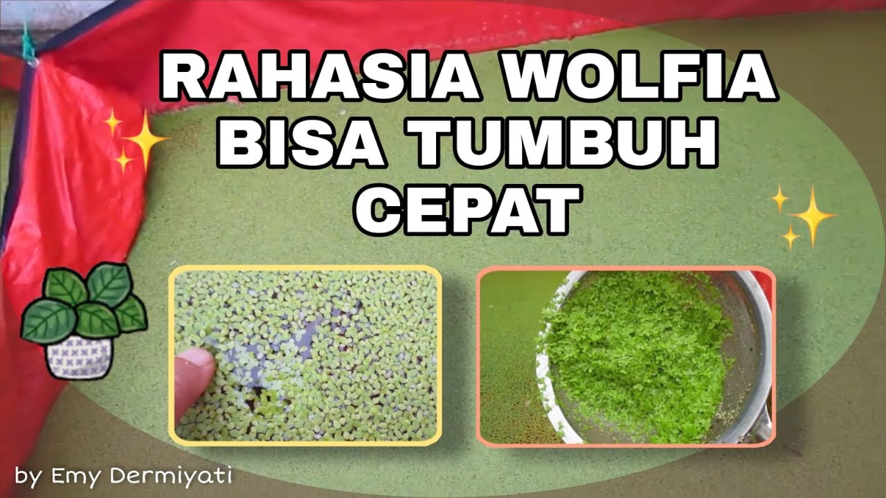 RAHASIA WOLFIA BISA TUMBUH CEPAT