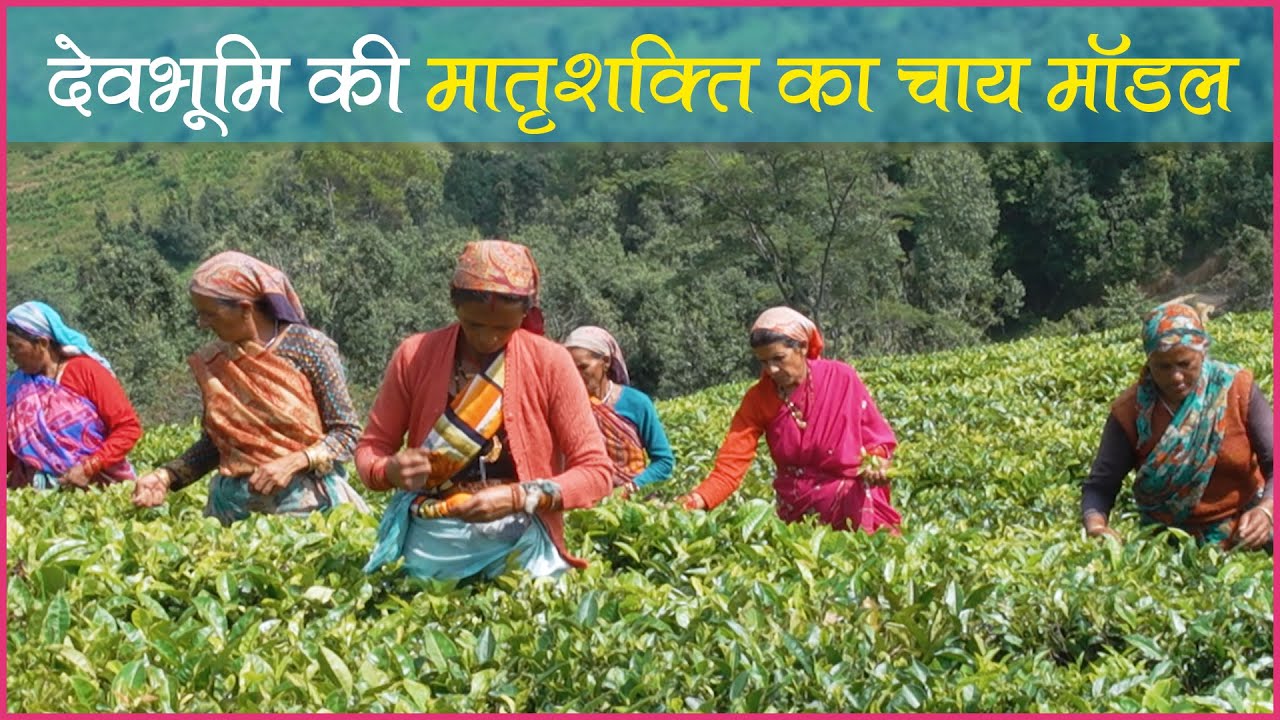 167 Years Old Champawat Tea Estate| Champawat की चाय की महक दुनिया में पहुंची।  | Devbhoomi Dialogue