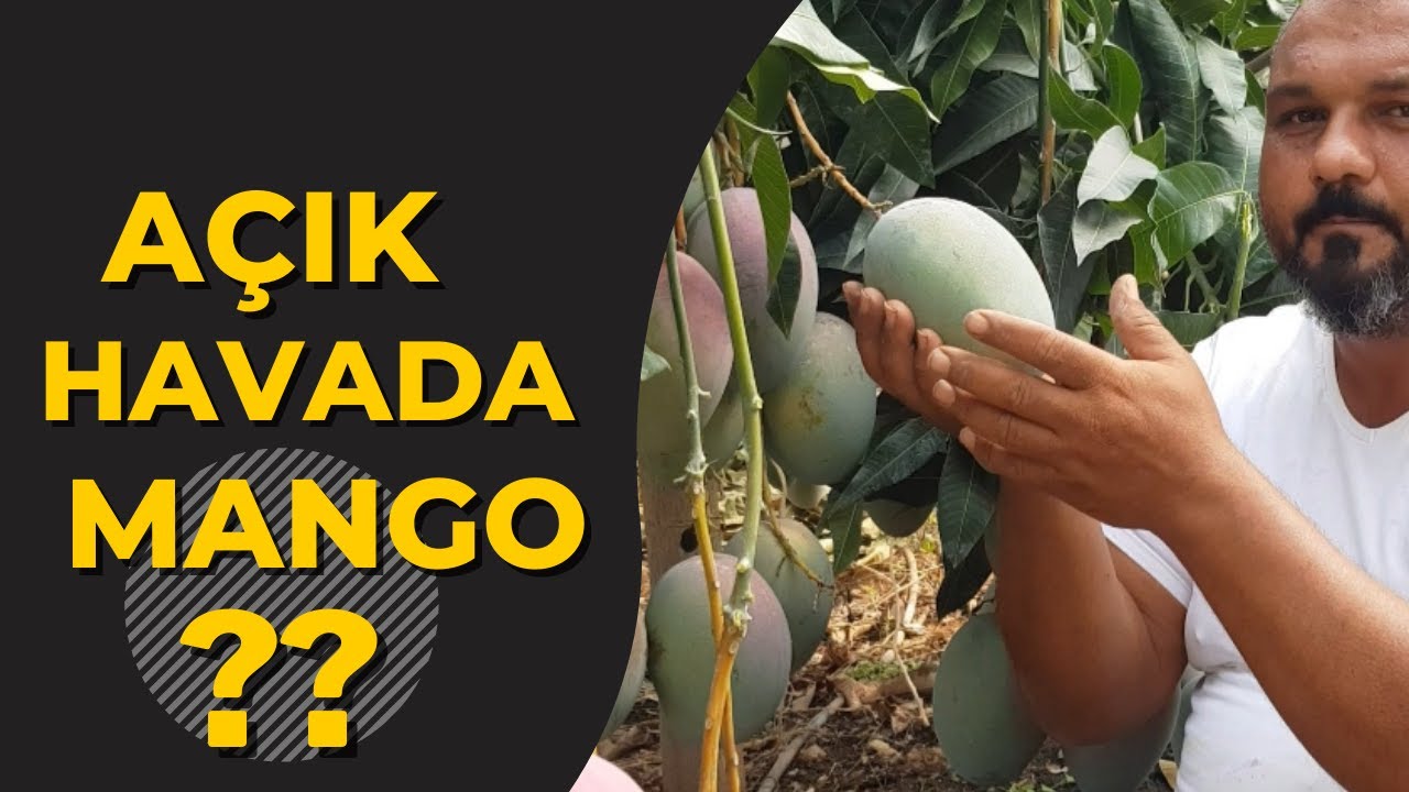 AÇIK HAVADA MANGO OLMAZ DİYENLER BU VİDEOYU İZLESİNLER !! #tropikaltoprakalanya #açıkhavadamango