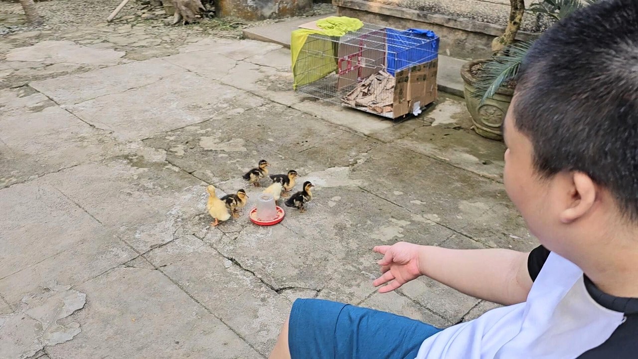 🐣🦆 Anh hai Mão xem vịt con ăn 💖 Anh Xí Muội 498