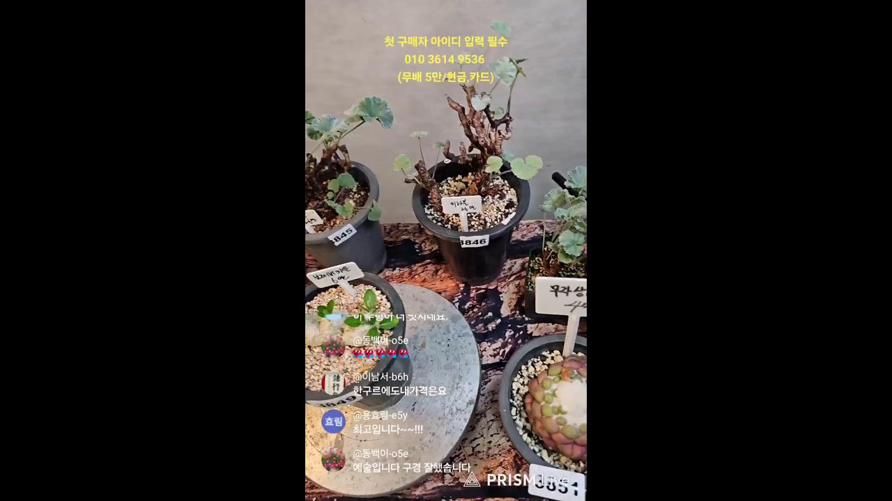 3월 4일  아프리카 플랜트