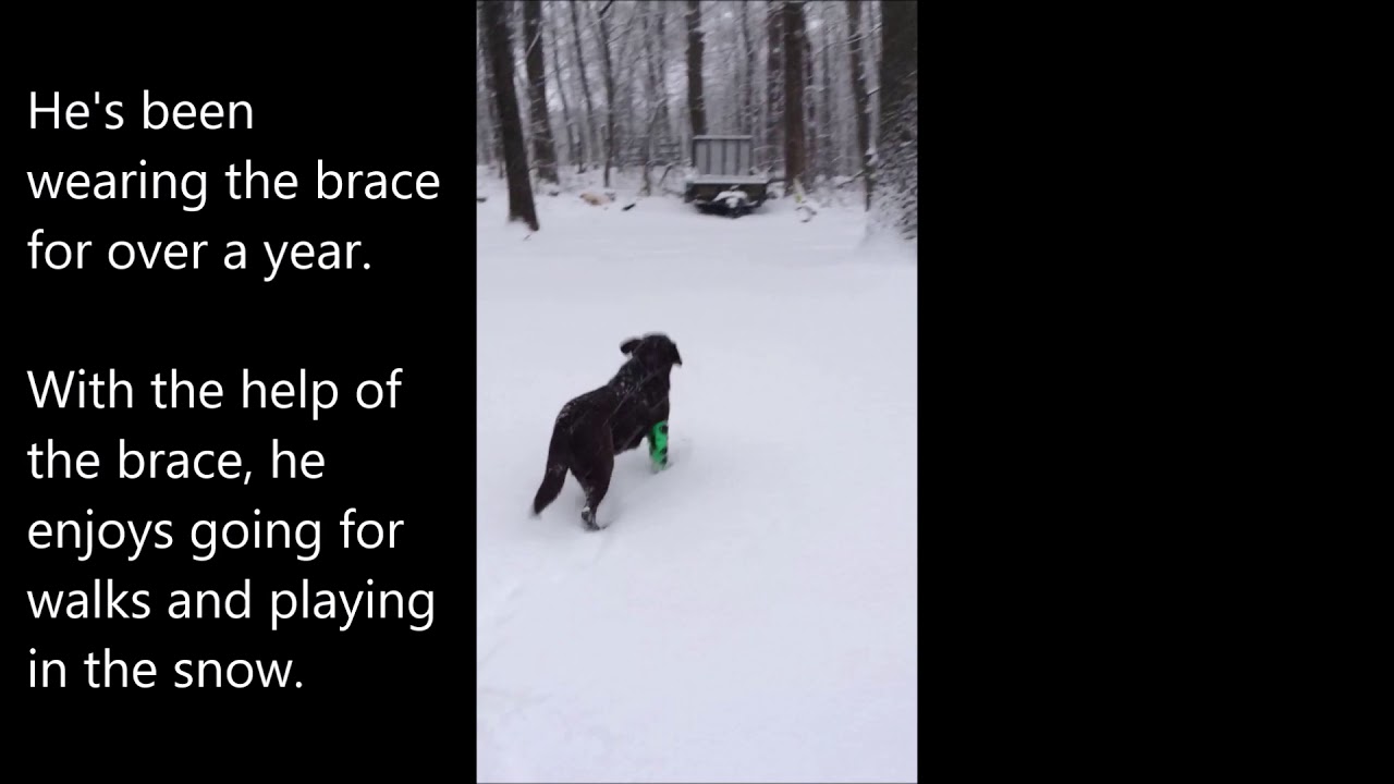 Grady the Labrador Retriever with Custom My Pet's Elbow Brace
