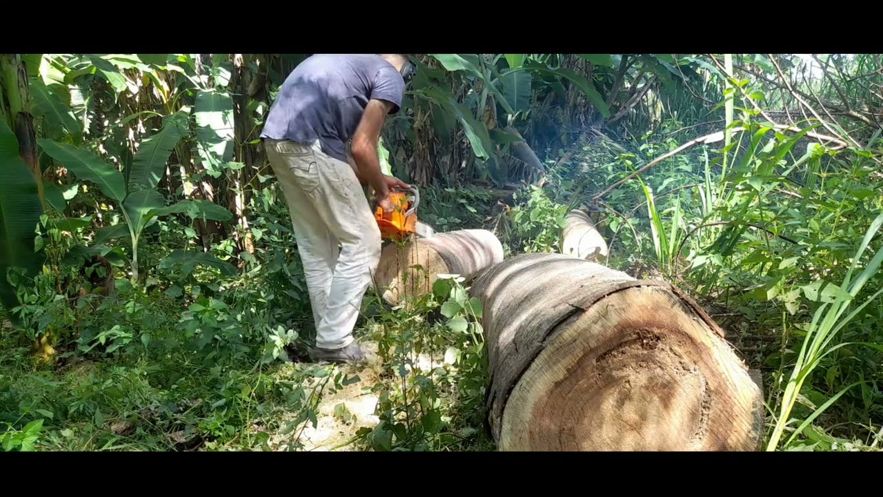 Como tirar prancha com a motosserra tekna.