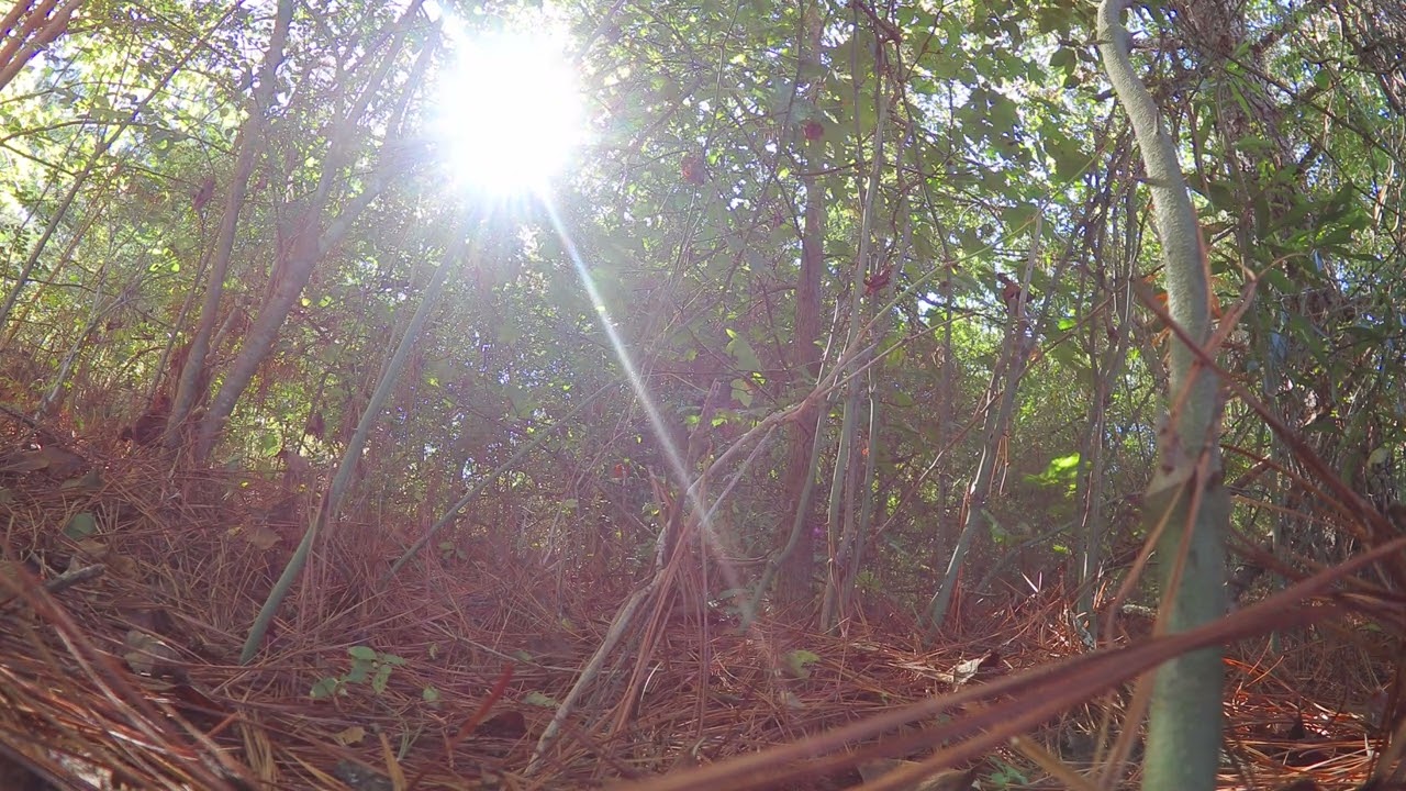 Serene Midday Forest Ambience | Calming Nature Sounds for Relaxation and Focus