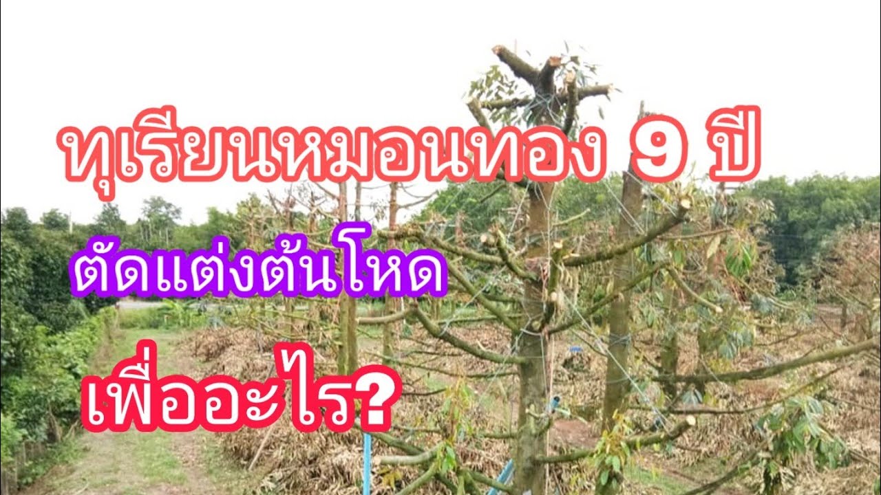JN-EP44 ทุเรียนบอนไซ ทำไมเจ๊จุ๋มต้องตัดใจ ตัดแต่งทรงพุ่มโหด ทุเรียนหมอนทอง อายุ 9 ปี