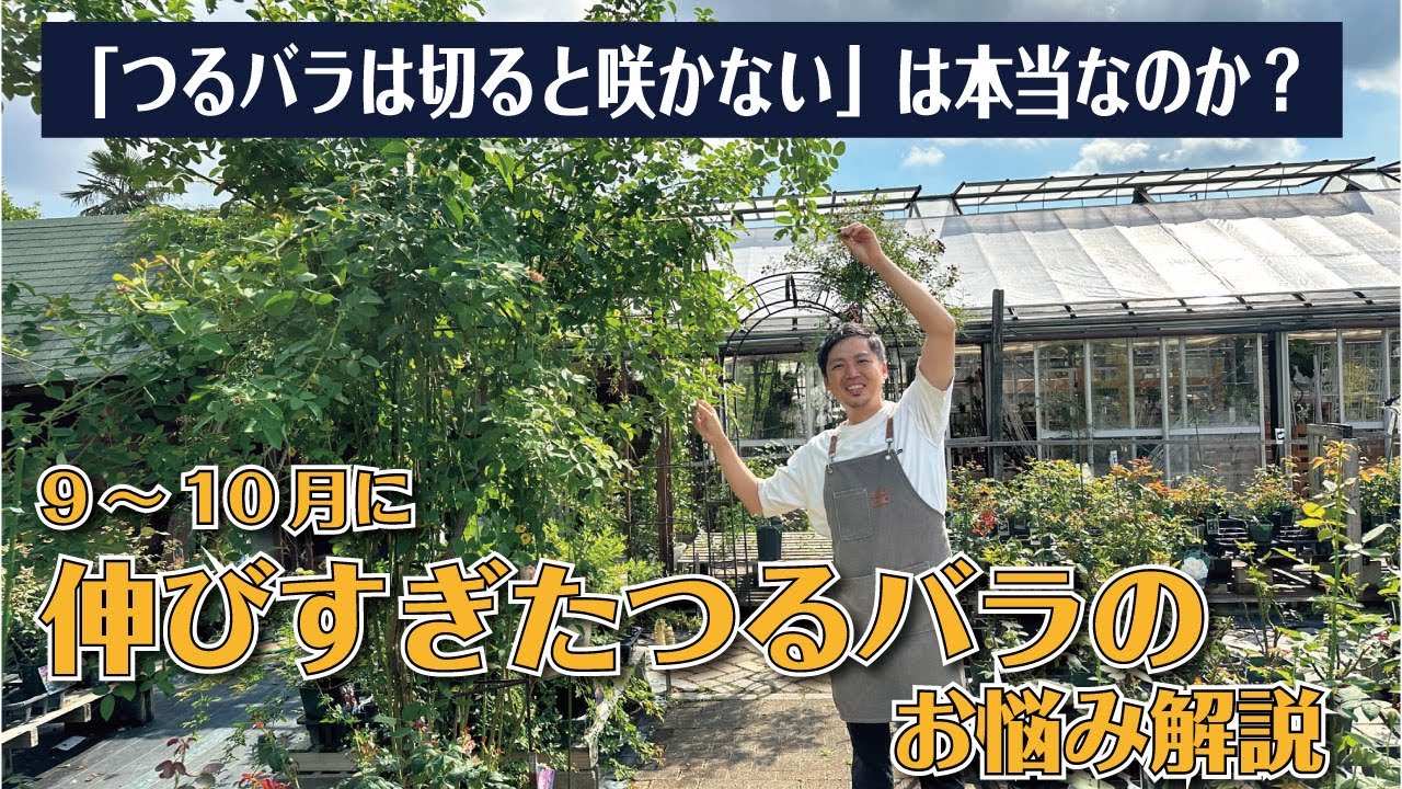 つるバラは、伸びすぎても心配ご無用！