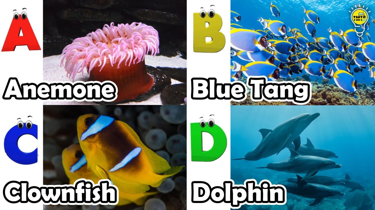 ABC phonics animals | ABC Sea Animals song | English and Animals for Kids | Alphabets Kids Song