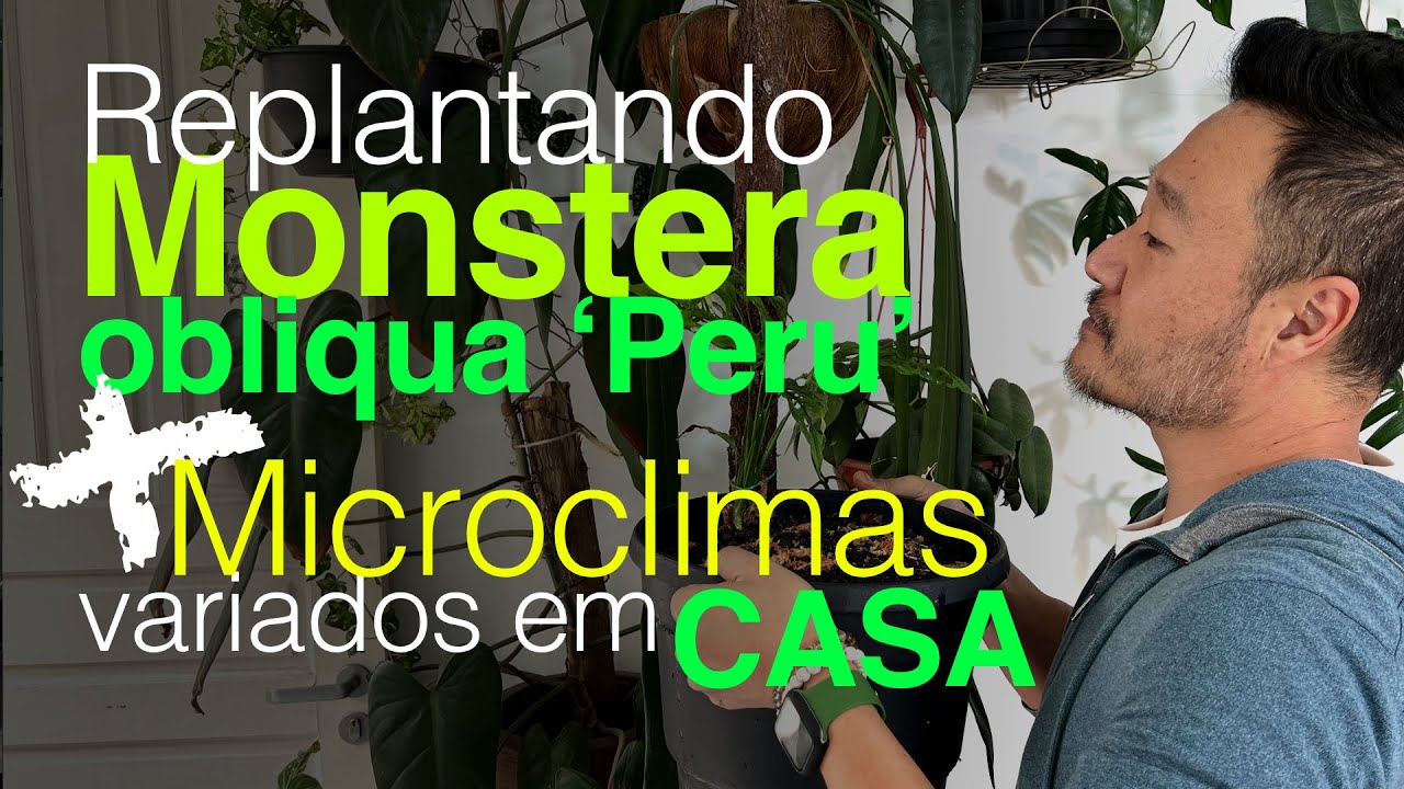 Plantas de Casa - Replantando a Monstera obliqua Peru e as Diferenças de Microclima em Casa