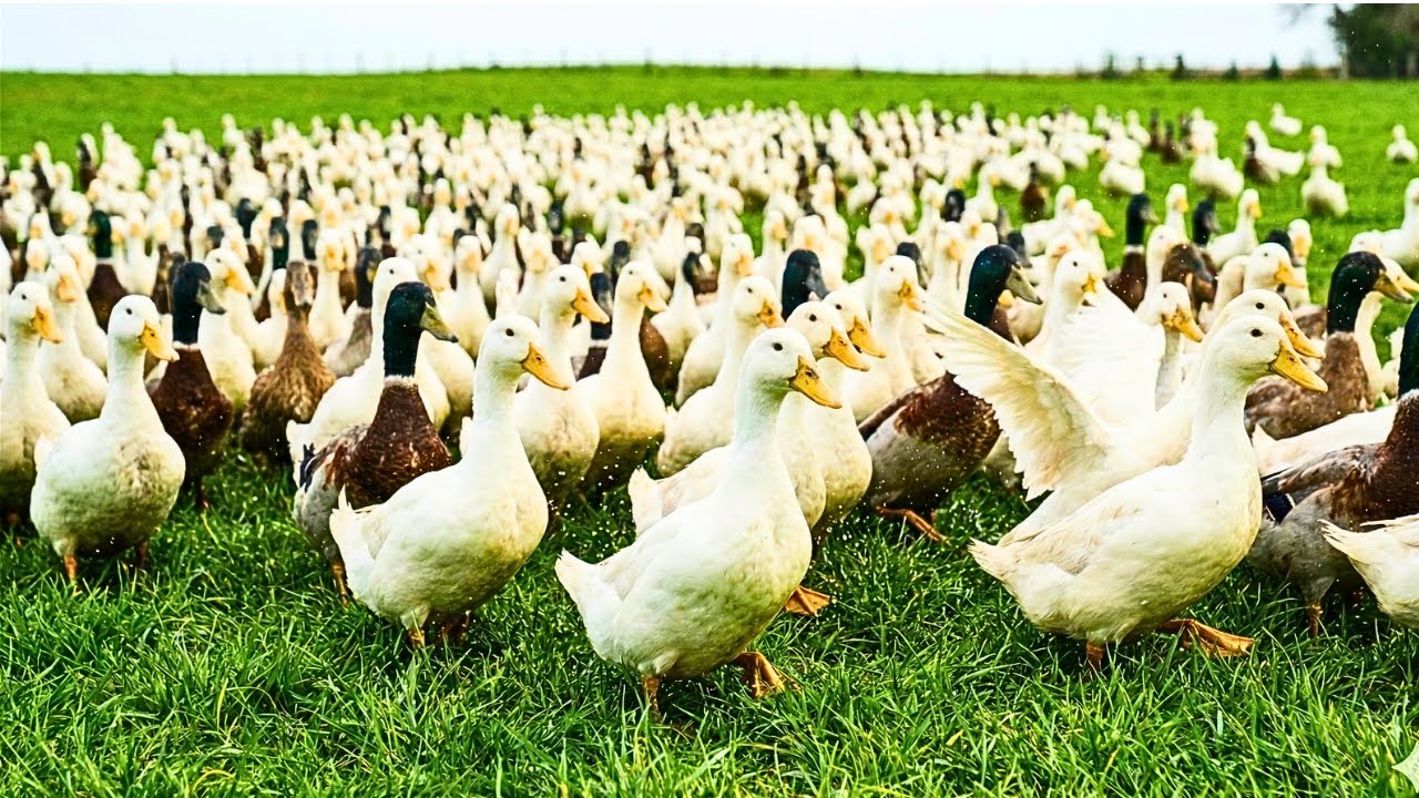 Massive White Duck Farming | Beautiful Village Life | হাঁস পালন