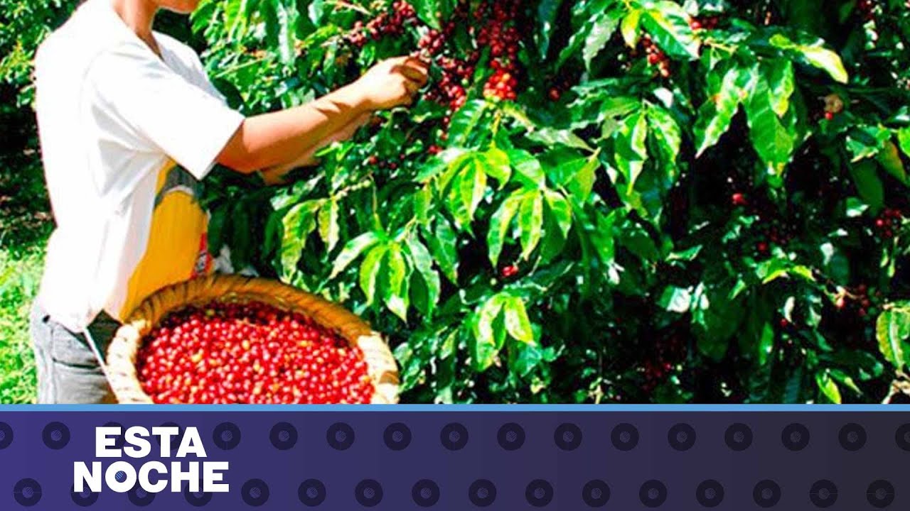 La competencia por la escasa mano de obra de recolectores de café en Matagalpa y Jinotega