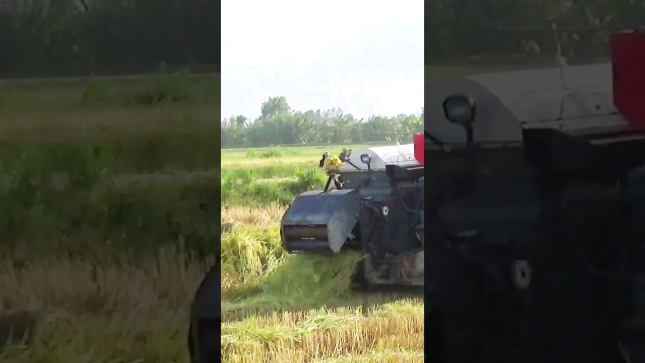 M&aacute;y cắt l&uacute;a kubota dc 93