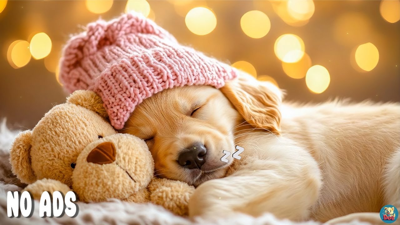 12 ЧАСОВ Успокаивающая Музыка для Собак 🐶 Снижение Тревоги Разлуки 💖 Без Рекламы