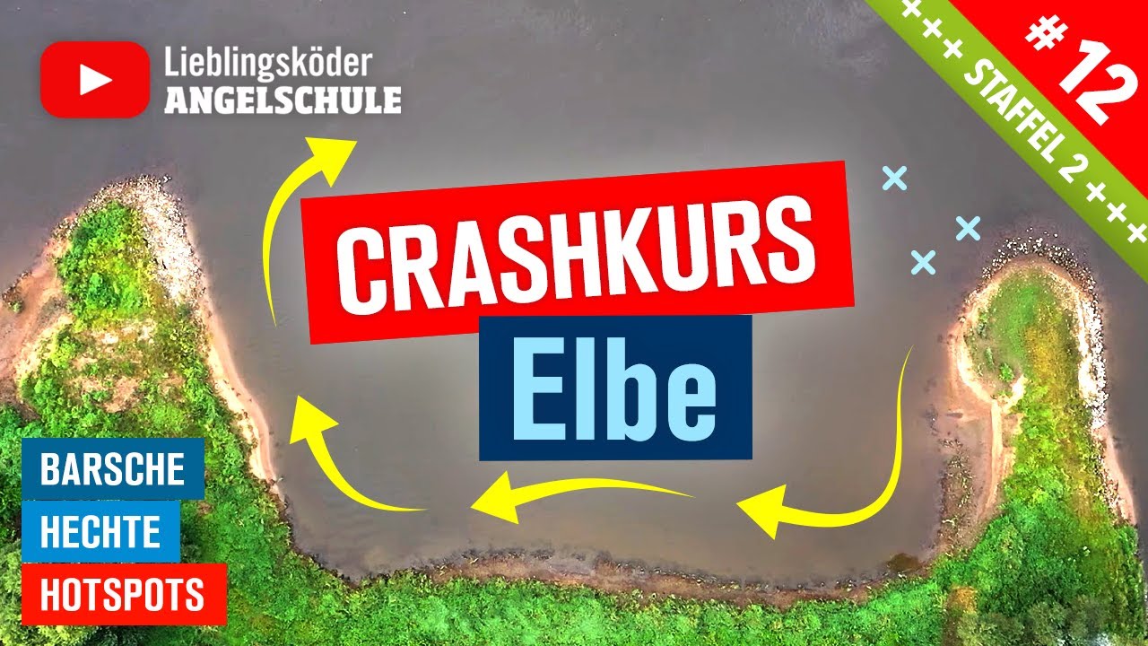 BARSCH + HECHT angeln in der Elbe 🎣  (Crashkurs für Einsteiger)