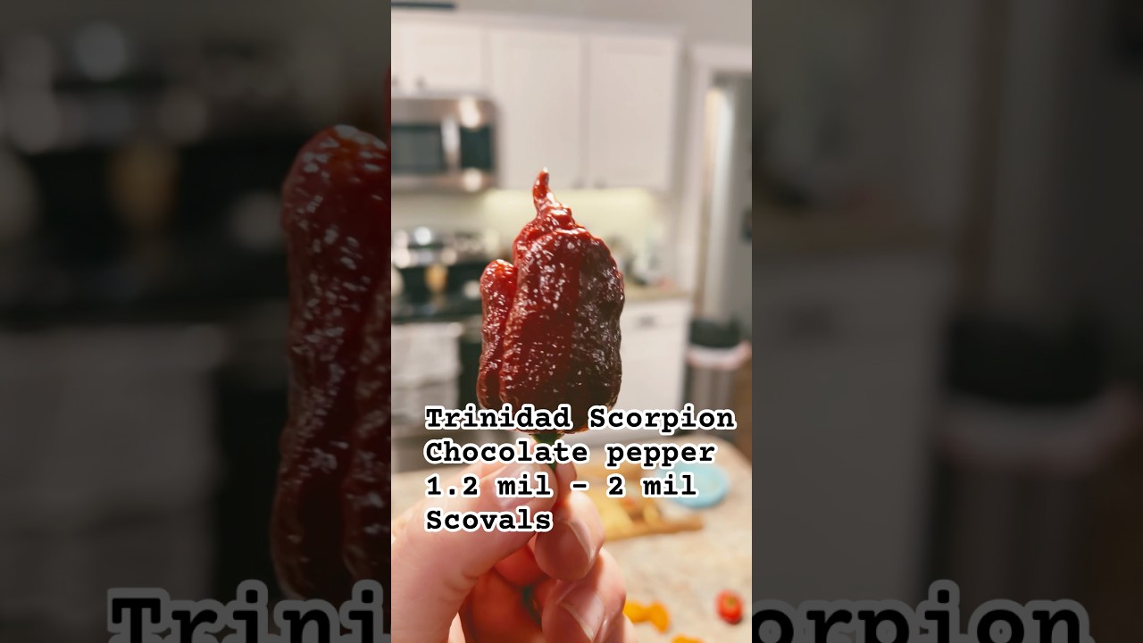 Where’s my fellow chili heads?  