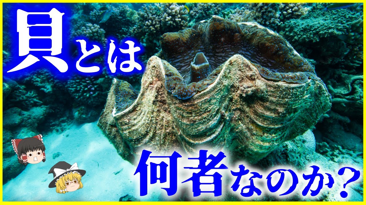 【ゆっくり解説】遥か昔から繁栄した…「貝」とは何者なのか？を解説/殻はどうやってできる？人間と貝の関係とは