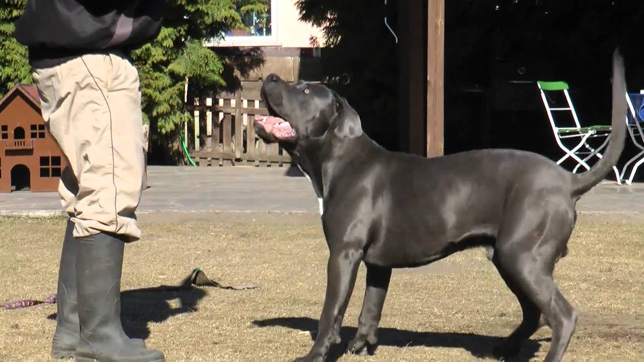 Cane Corso Rüde Daffy von den Pretorianern ( Paulchen) sucht neues Zuhause