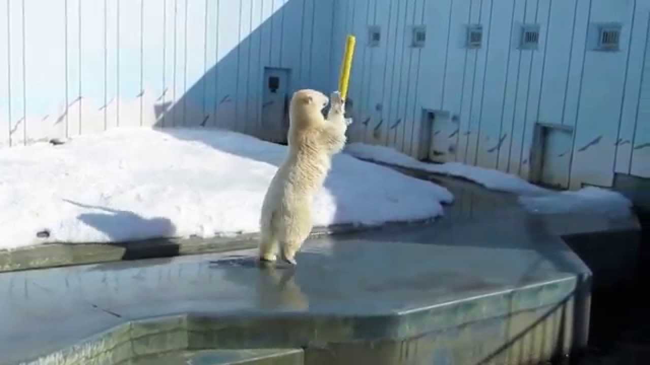 Energetic Polar Bear MILK