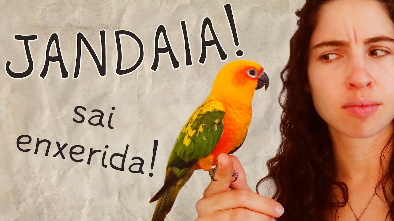Sobre a Jandaia! - Parte 03 (Características)