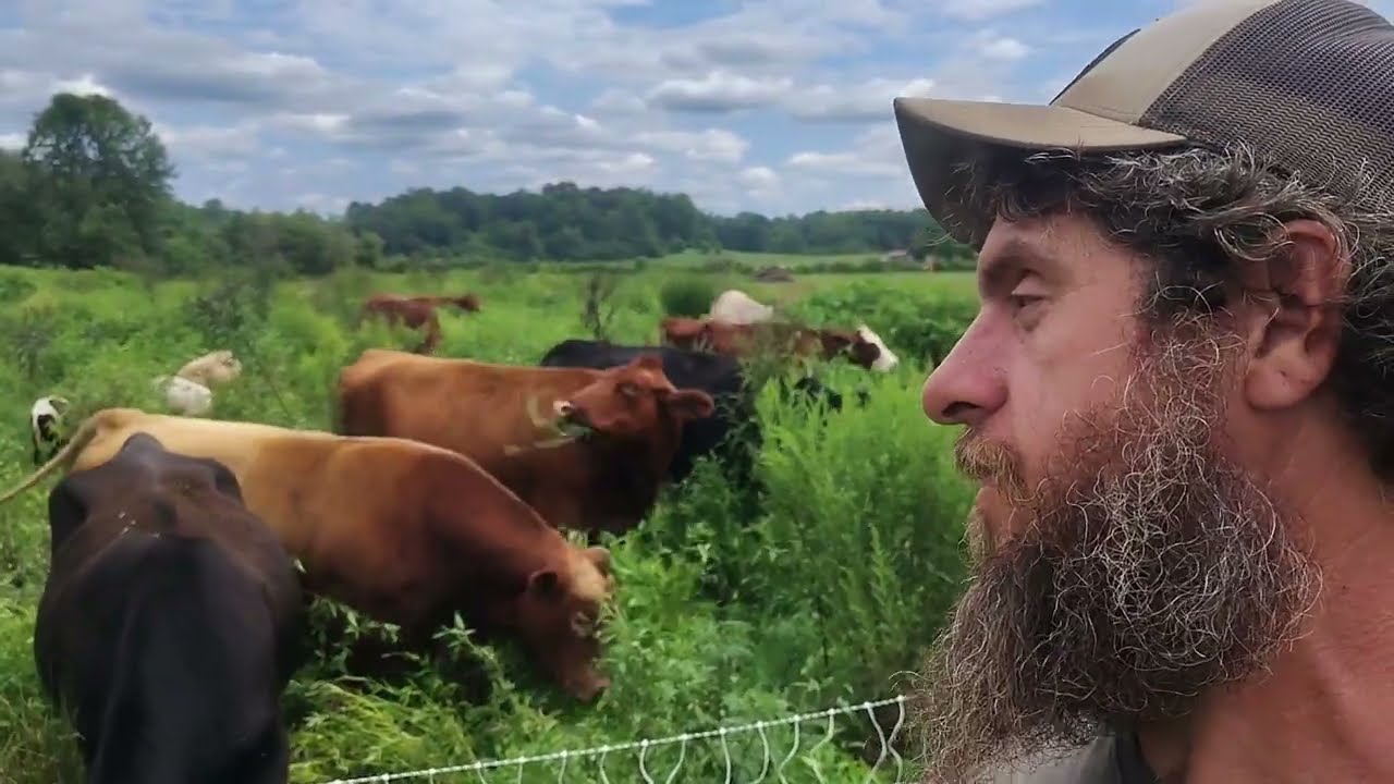 Pasture Update: Moving Cattle, Sheep, Goats & Chickens in Sync