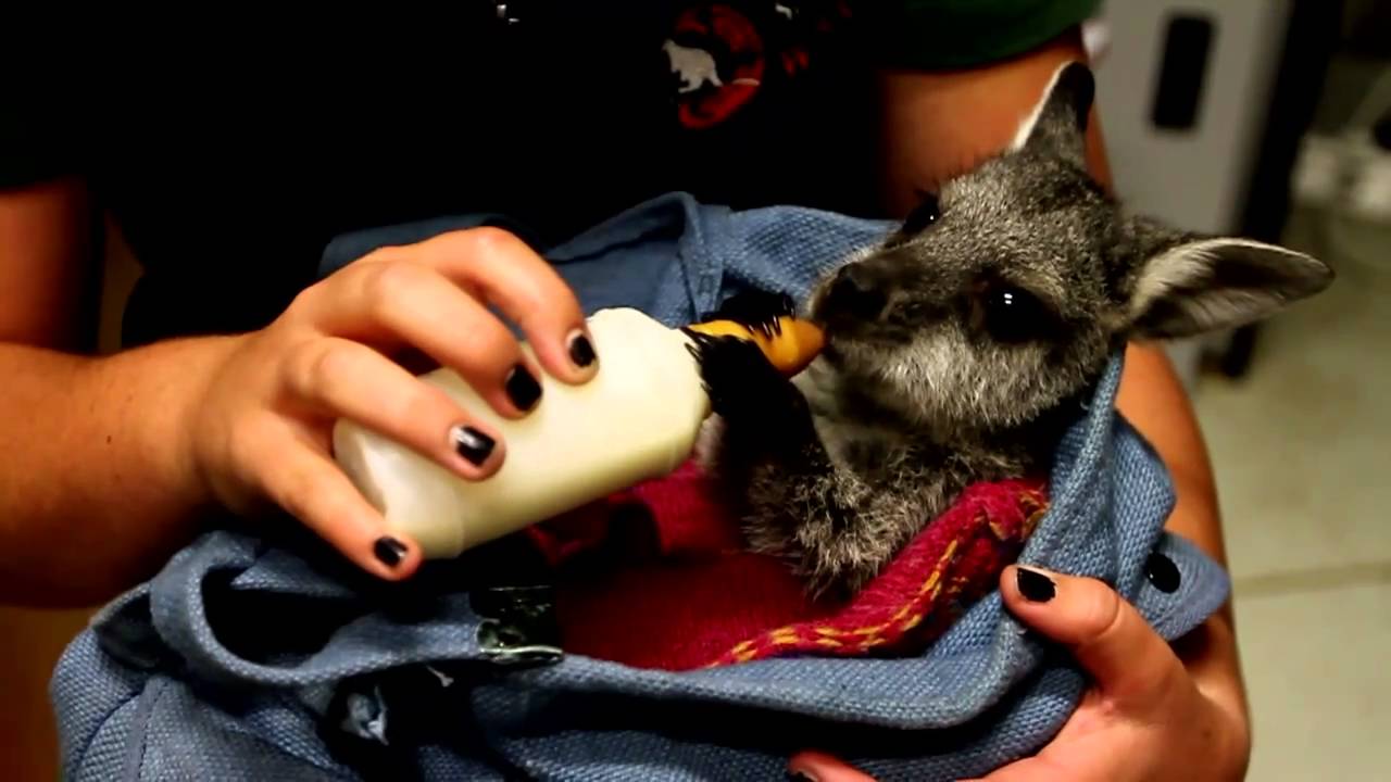 About Bluey, the orphaned Red-necked Wallaby joey...