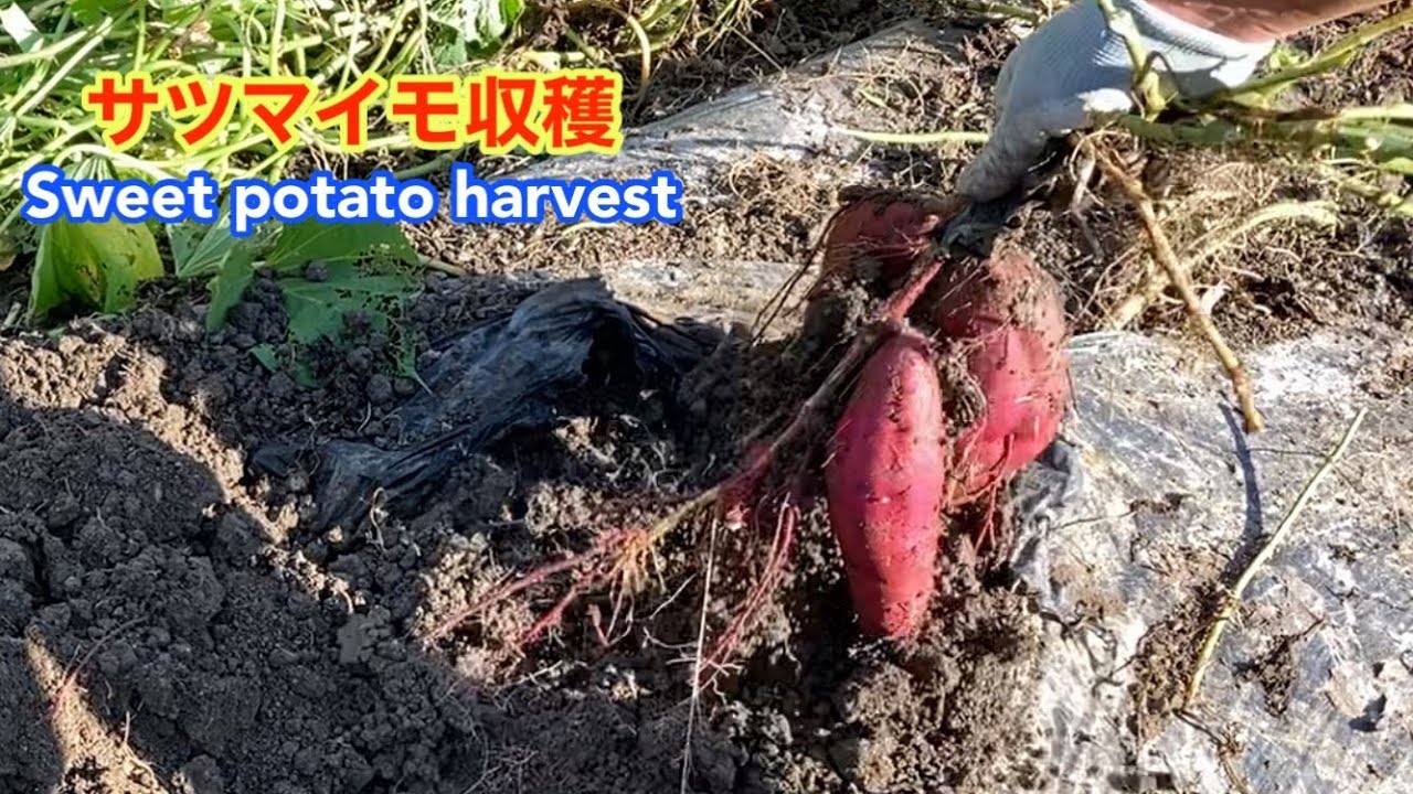 【さつまいも試し堀り】のつもりが大きかったので収穫！垂直植え、斜め植え、水平植えSweet potato harvest