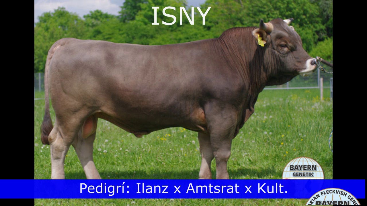 TOROS BROWN SWISS