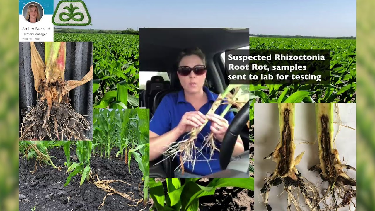 Suspected Rhizoctonia Root Rot in Corn