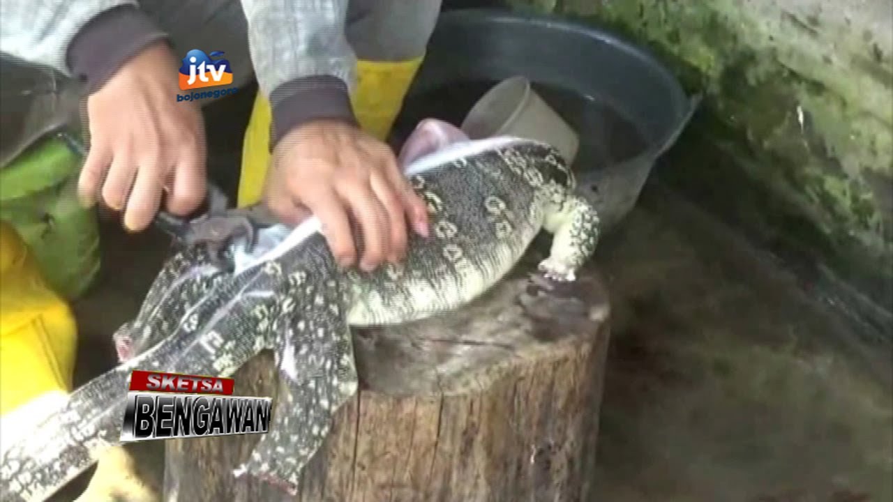 Sate Biawak  Tingkatkan Vitalitas Pria - Sketsa Bengawan