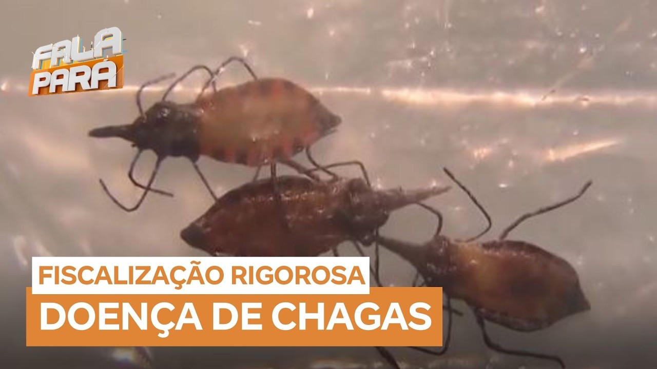 MP do Pará fiscaliza venda de açaí após surto de Chagas em Ananindeua (PA)