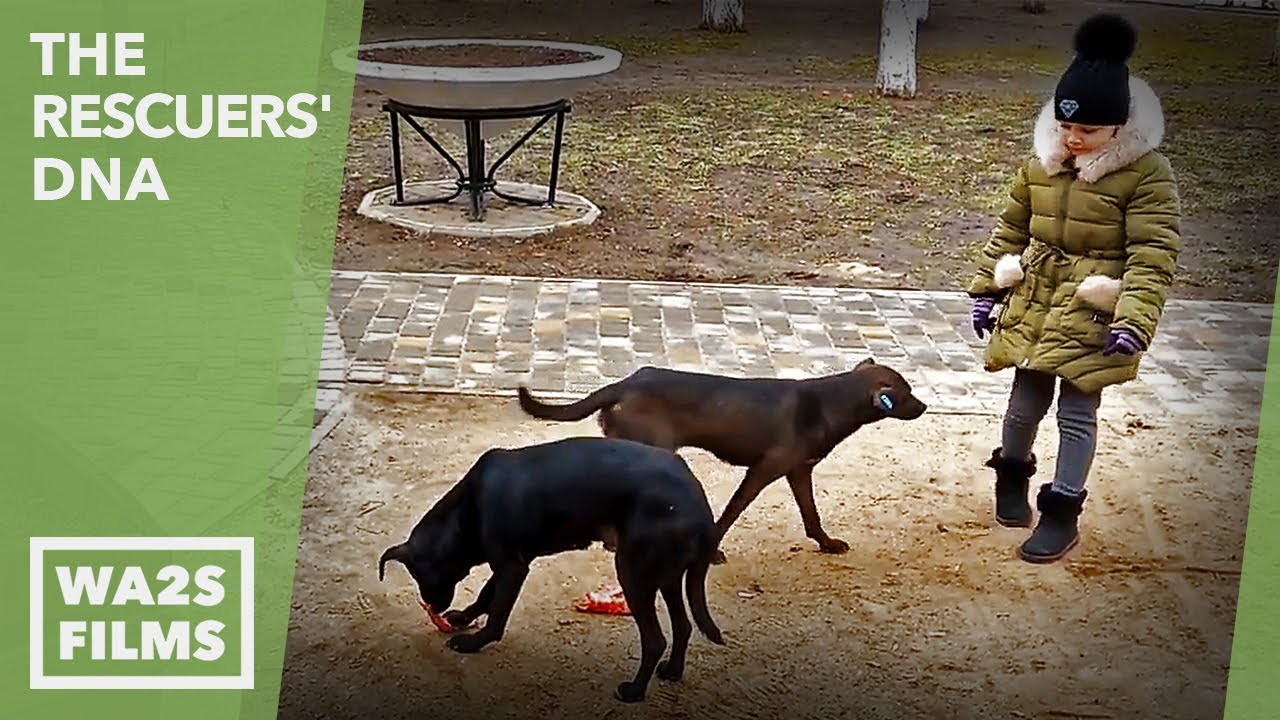 Watch Homeless Dogs Run Everywhere In Odessa Ukraine! The Rescuers' DNA - Hope For Dogs | My DoDo