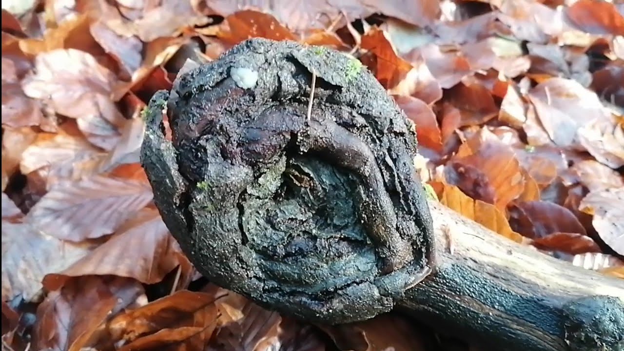Drachenaugen Baum!!! Druideneier u Drachenaugen satt!