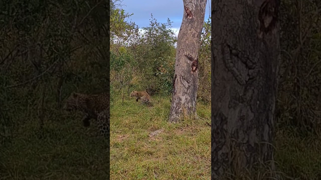 Leopard Cubs Show Off Incredible Parkour Skills
